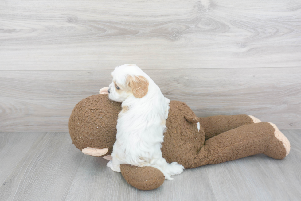 Petite Cavapoo Poodle Mix Pup