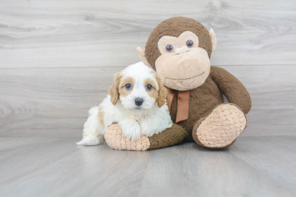 Cavapoo Puppy for Adoption