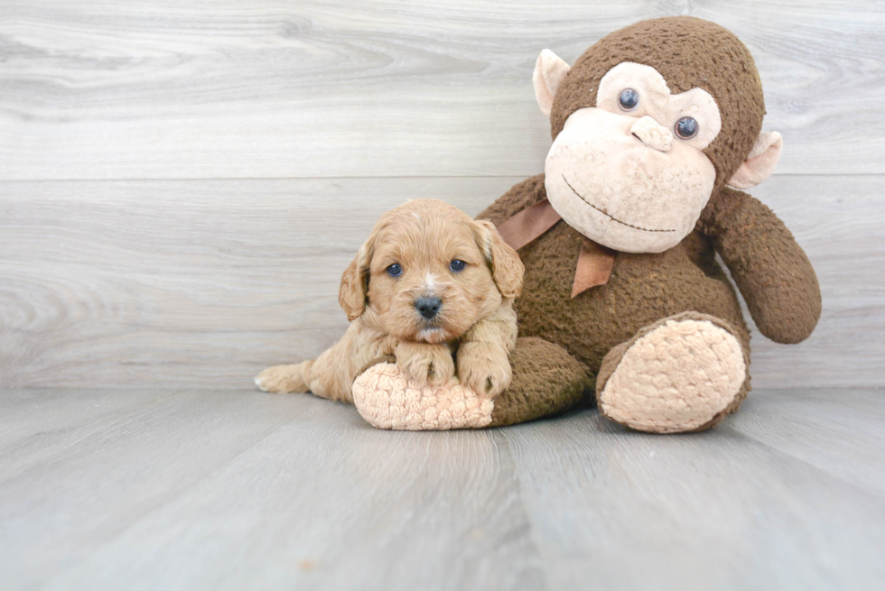 Best Cavapoo Baby