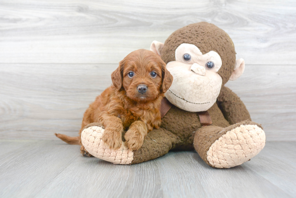 Popular Cavapoo Poodle Mix Pup