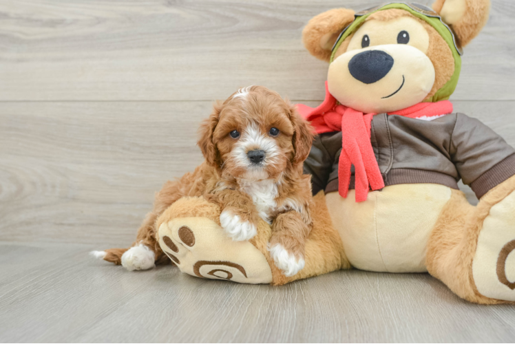 Happy Cavapoo Baby