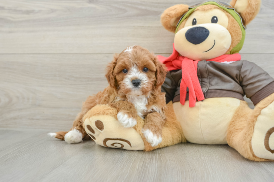 Happy Cavapoo Baby