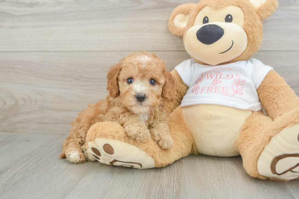 Best Cavapoo Baby