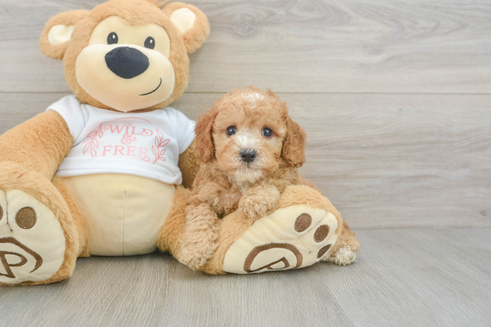 Popular Cavapoo Poodle Mix Pup