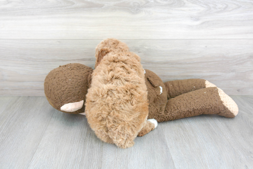 Petite Cavapoo Poodle Mix Pup