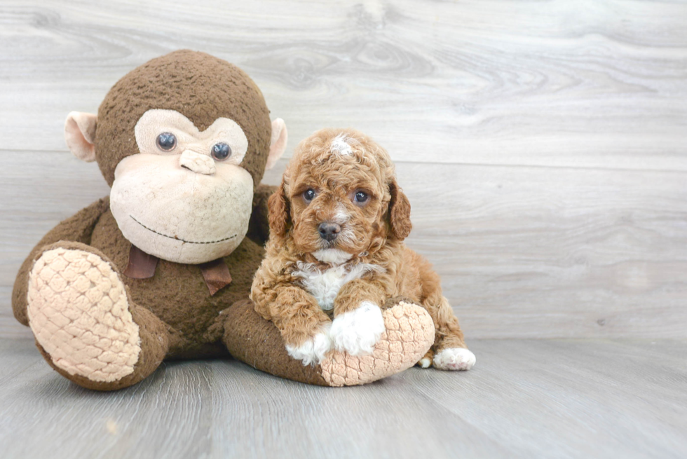 Cavapoo Pup Being Cute