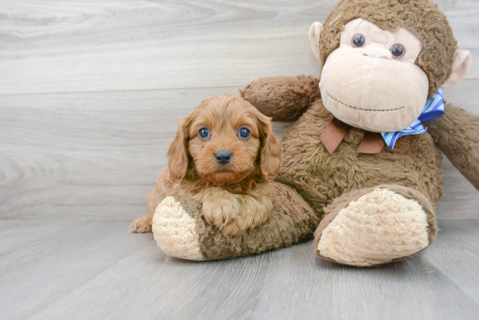 Fluffy Cavapoo Poodle Mix Pup