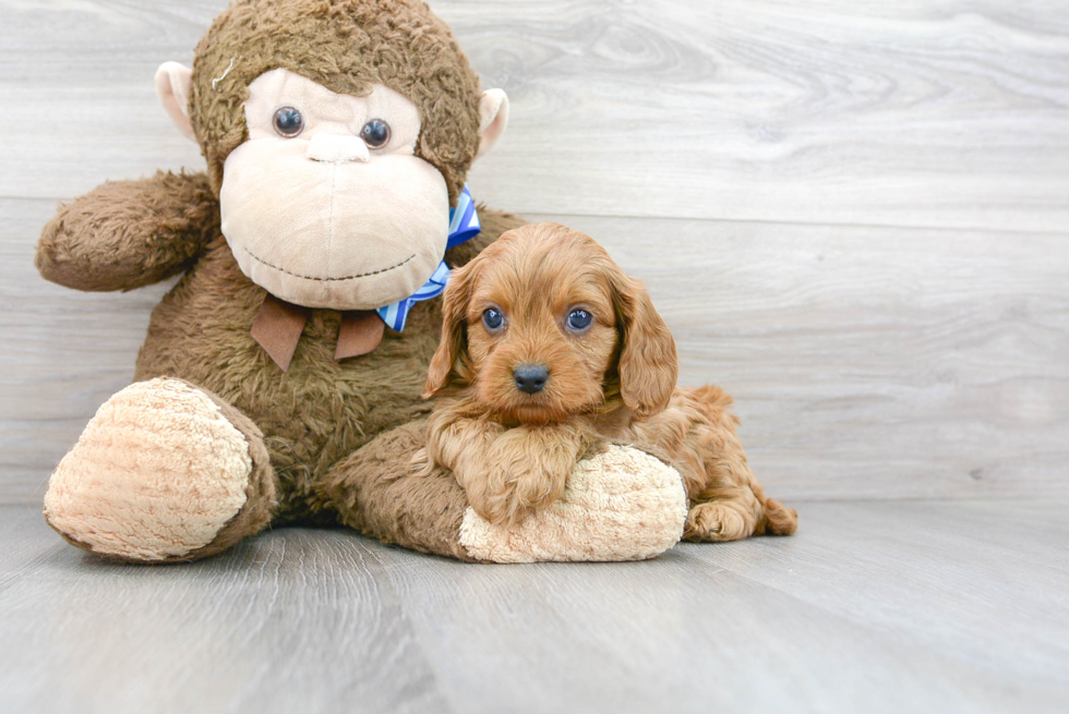 Smart Cavapoo Poodle Mix Pup
