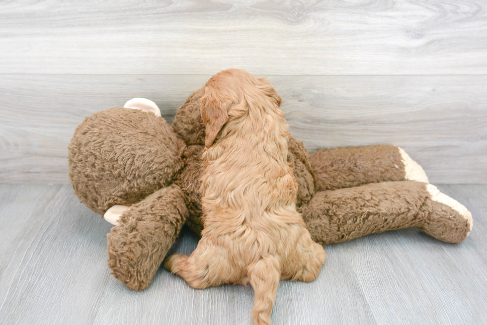 Cavapoo Puppy for Adoption