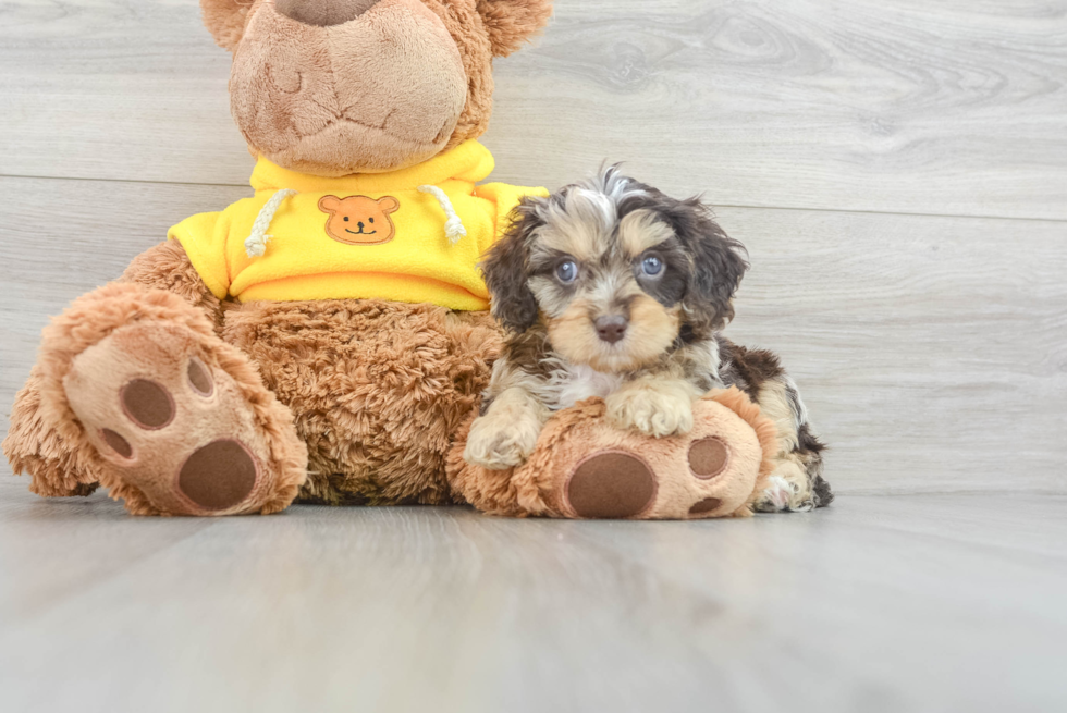 Cavapoo Puppy for Adoption