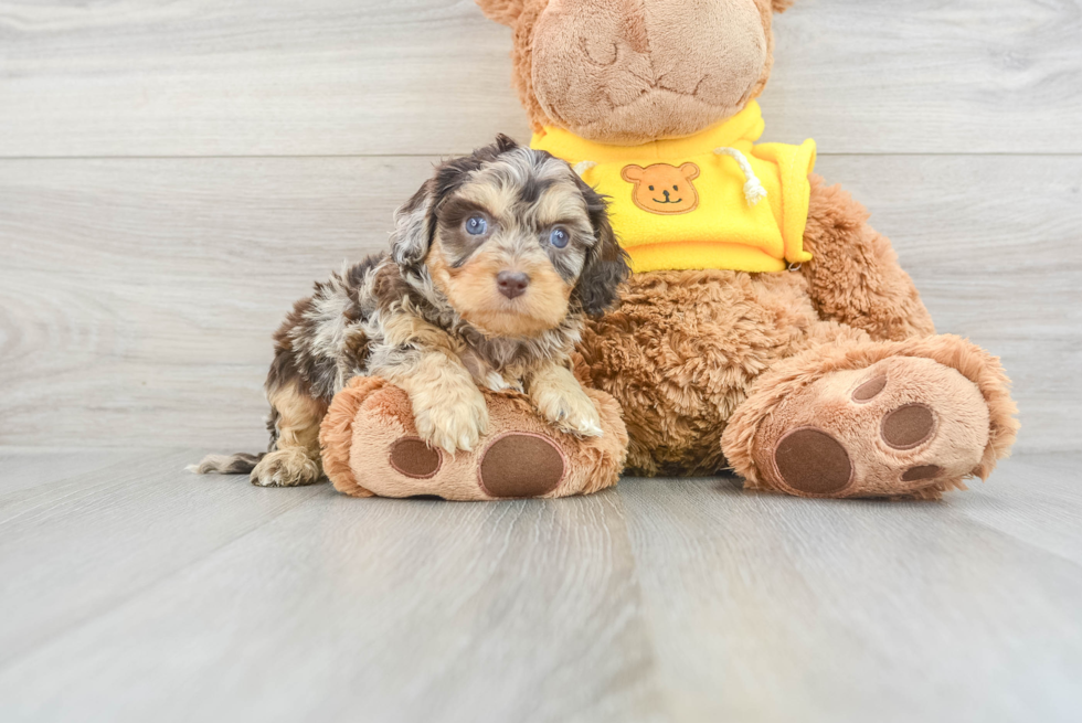 Cavapoo Puppy for Adoption