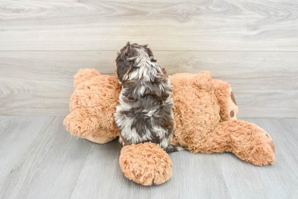 Energetic Cavoodle Poodle Mix Puppy
