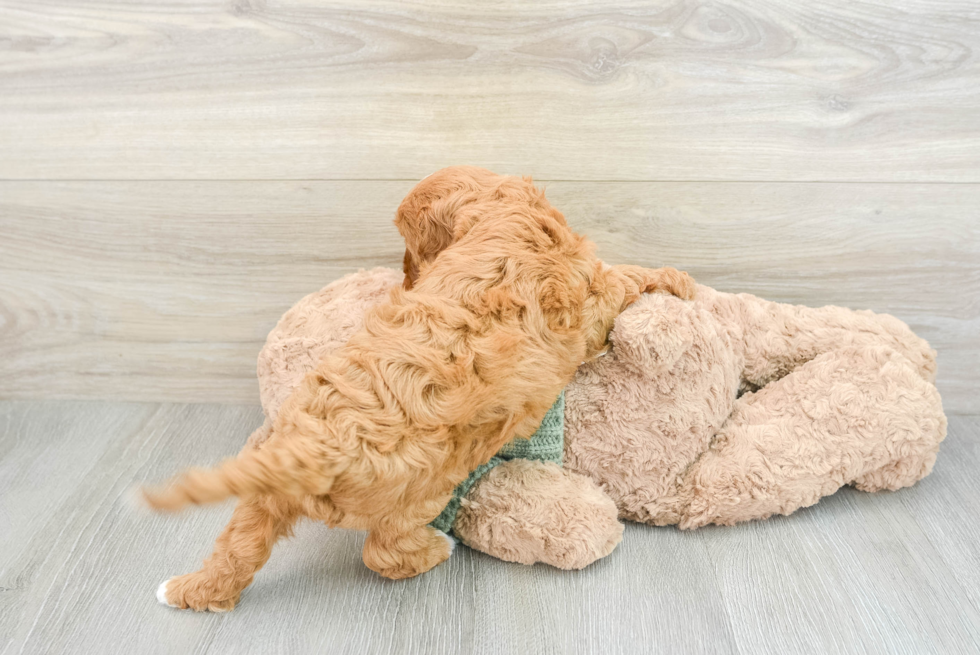 Cavapoo Puppy for Adoption