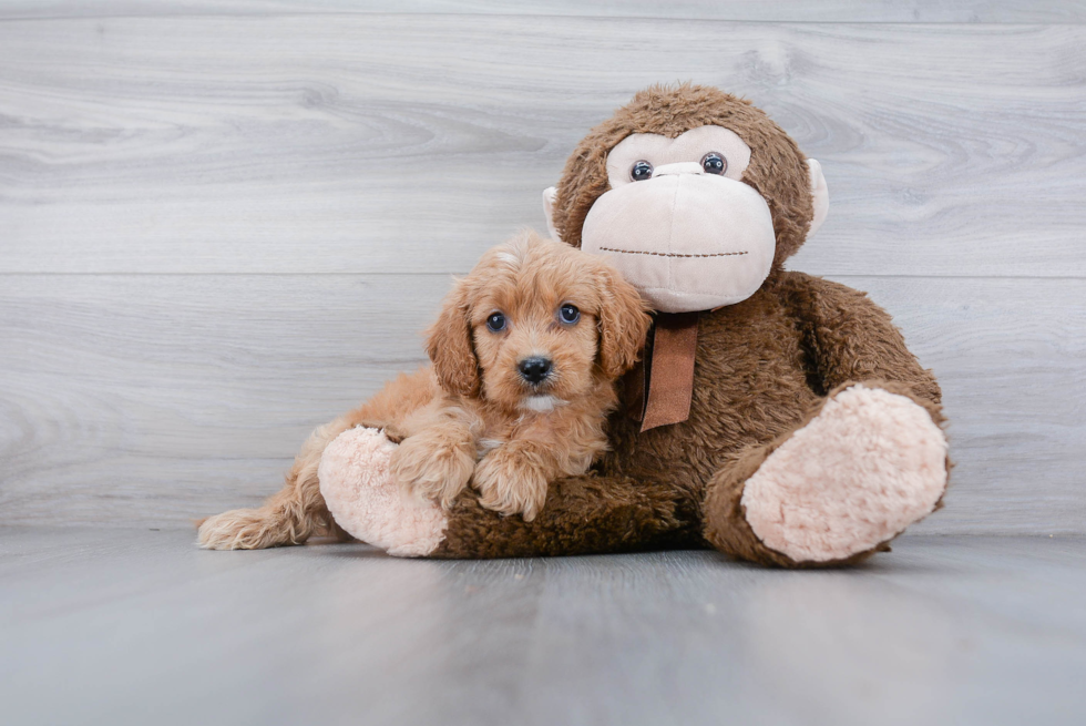 Cavapoo Pup Being Cute