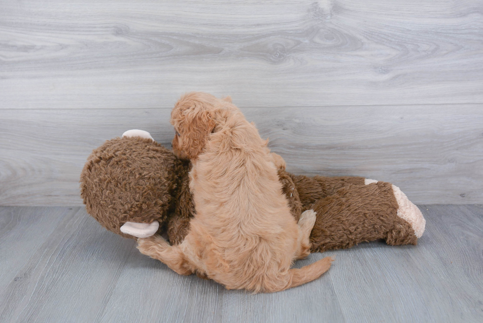 Cavapoo Puppy for Adoption