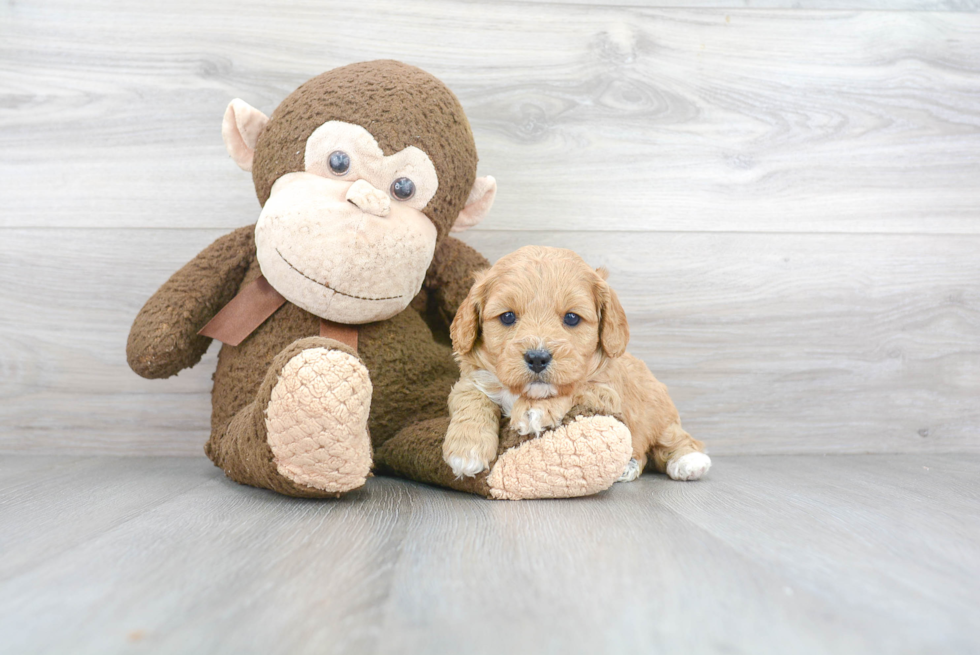 Petite Cavapoo Poodle Mix Pup