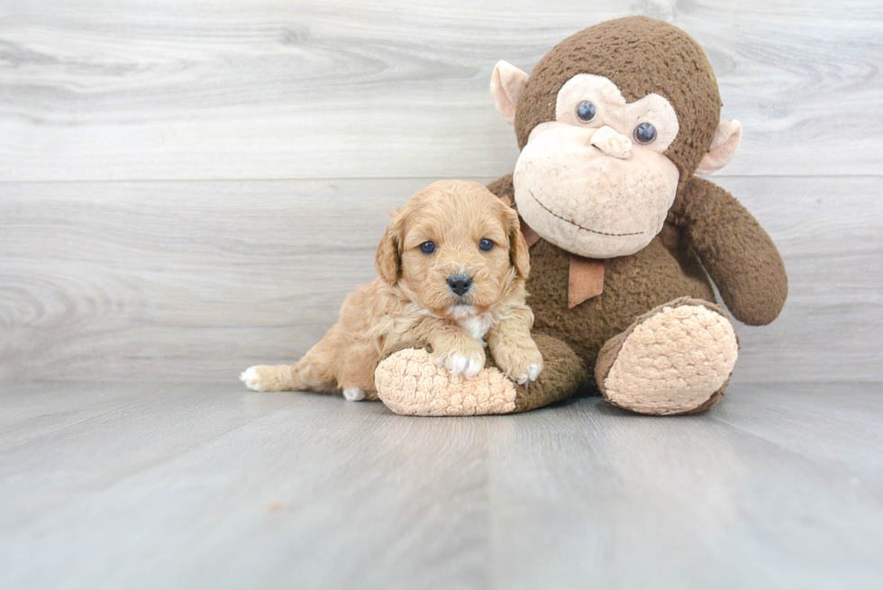 Cavapoo Puppy for Adoption
