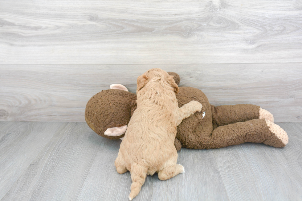 Little Cavoodle Poodle Mix Puppy