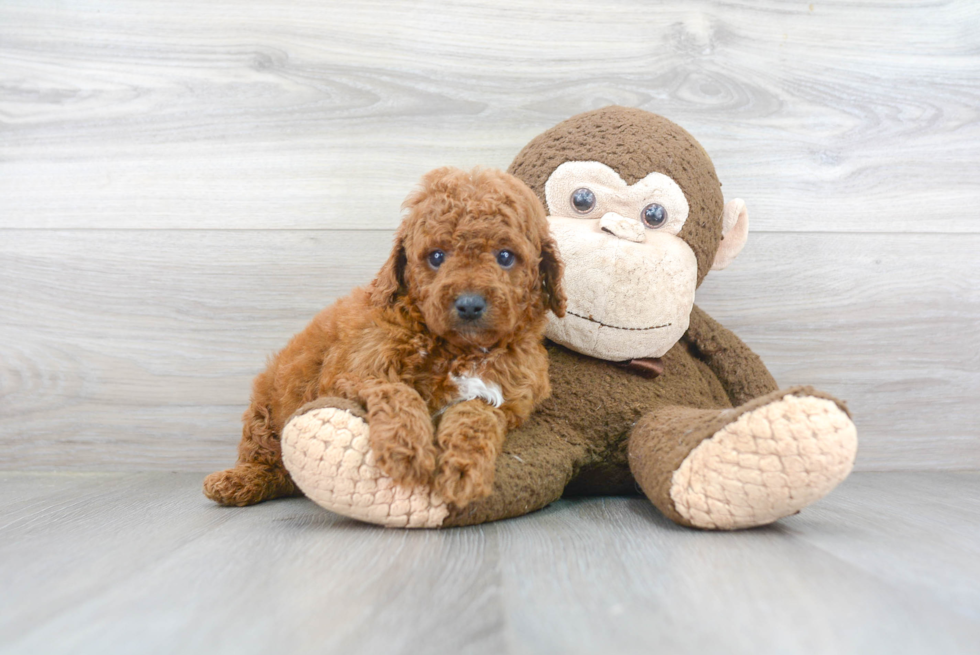 Sweet Cavapoo Baby