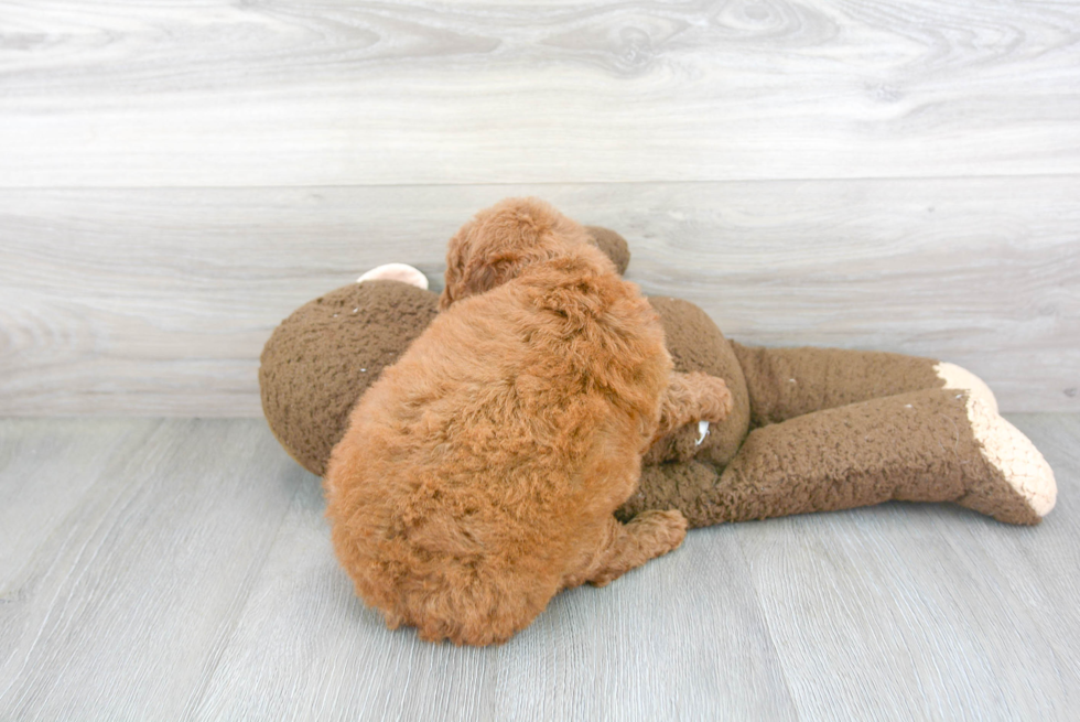 Little Cavoodle Poodle Mix Puppy