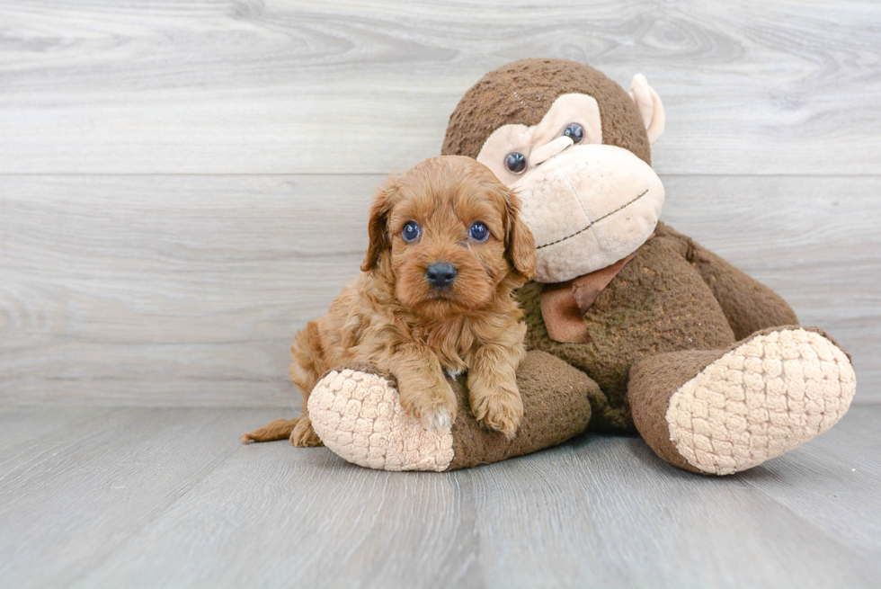 Cavapoo Puppy for Adoption
