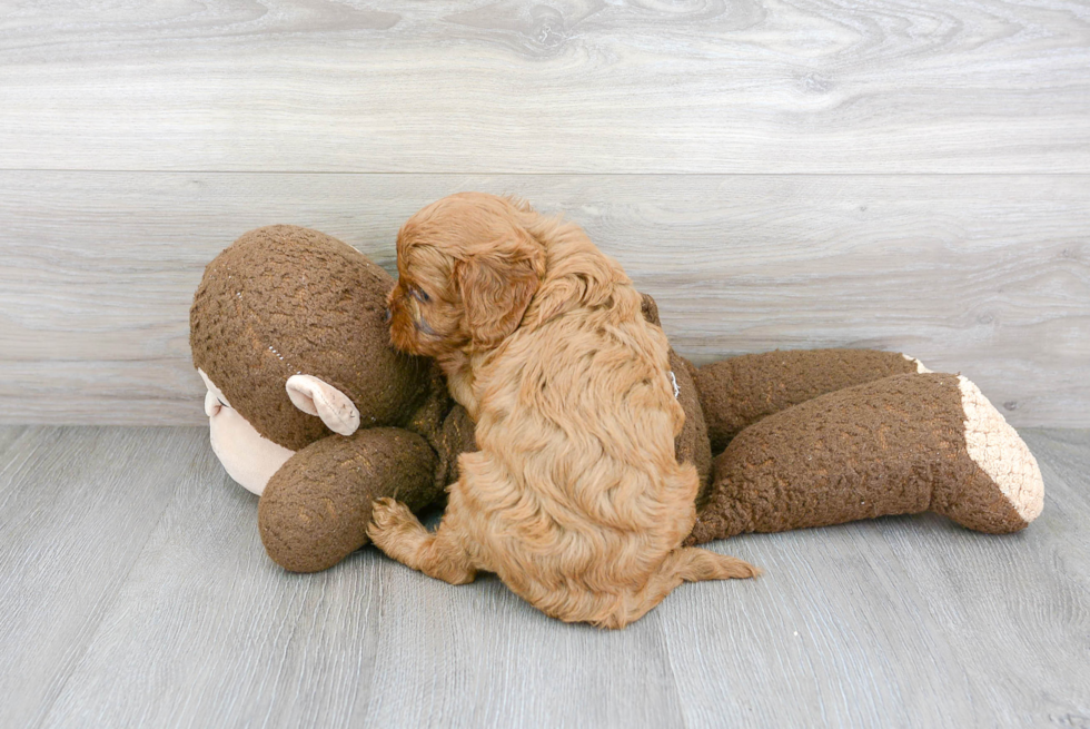 Adorable Cavoodle Poodle Mix Puppy