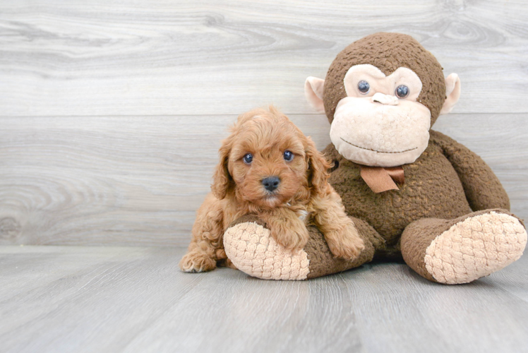 Friendly Cavapoo Baby