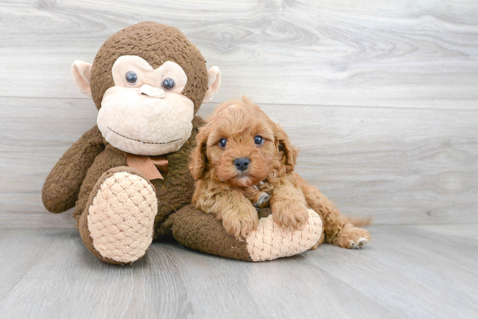 Funny Cavapoo Poodle Mix Pup