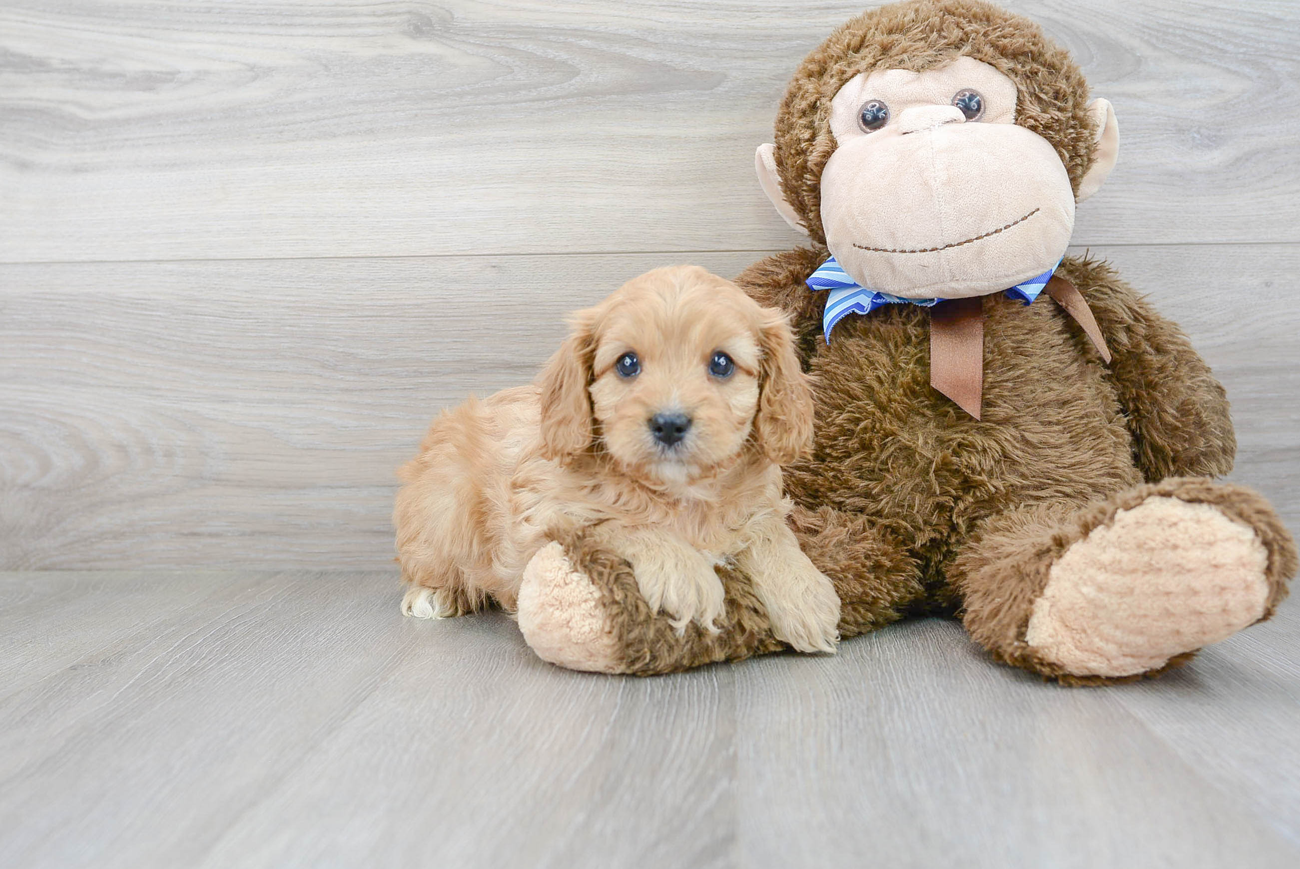 Best Cavapoo Baby