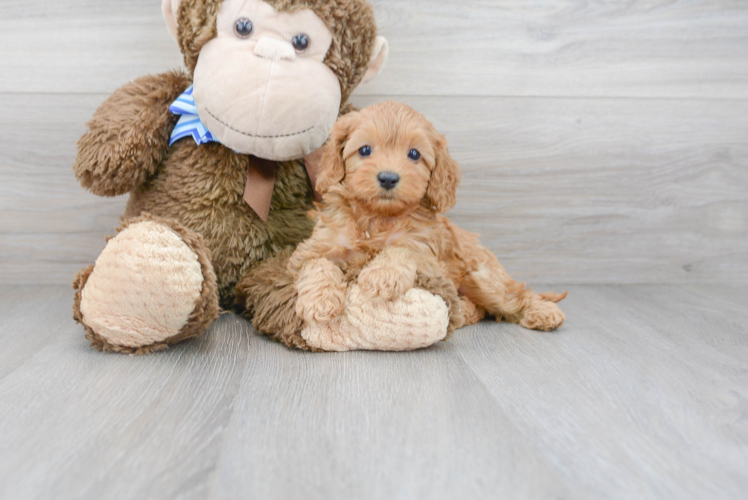 Best Cavapoo Baby
