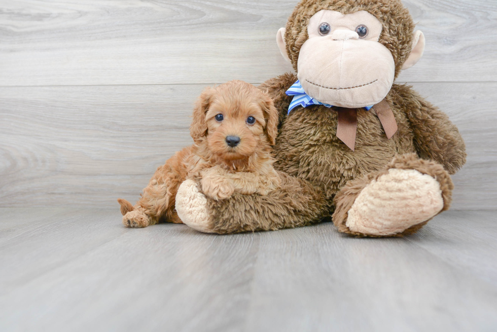 Cavapoo Puppy for Adoption