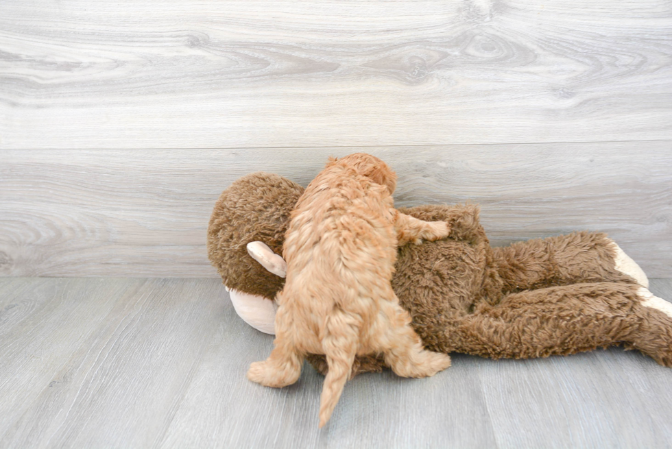 Cavapoo Puppy for Adoption