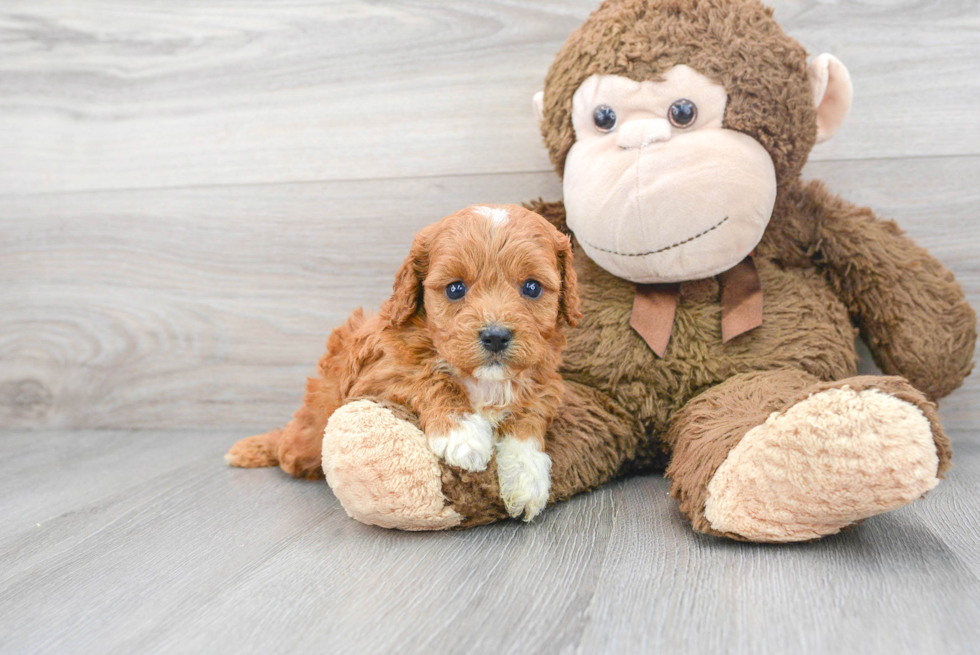 Best Cavapoo Baby