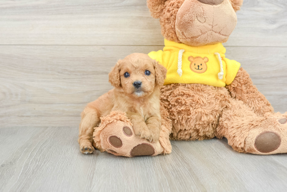 Best Cavapoo Baby