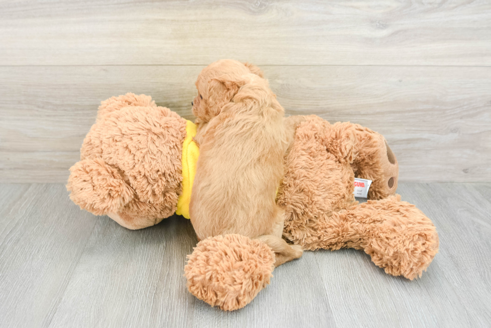Cute Cavapoo Baby