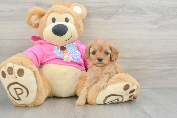 Cavapoo Pup Being Cute