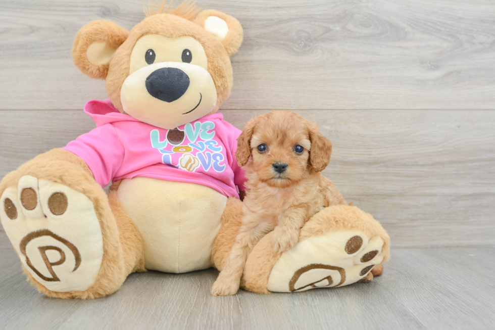 Cavapoo Pup Being Cute