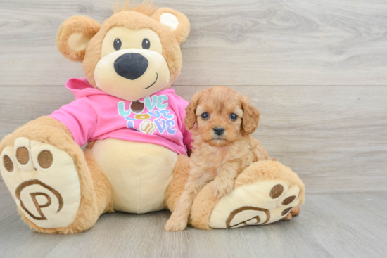 Cavapoo Pup Being Cute