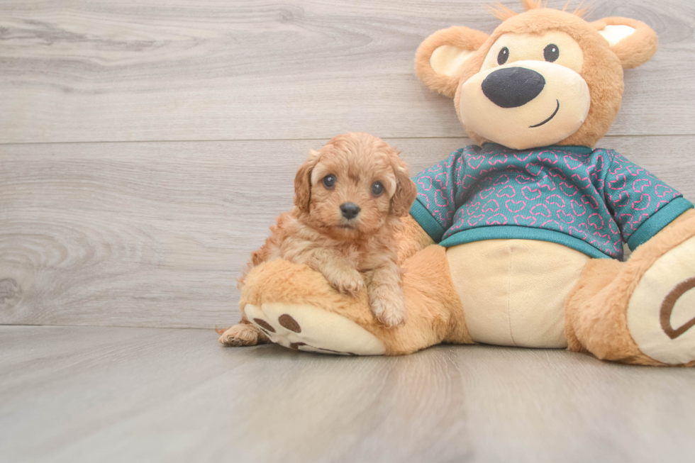 Best Cavapoo Baby