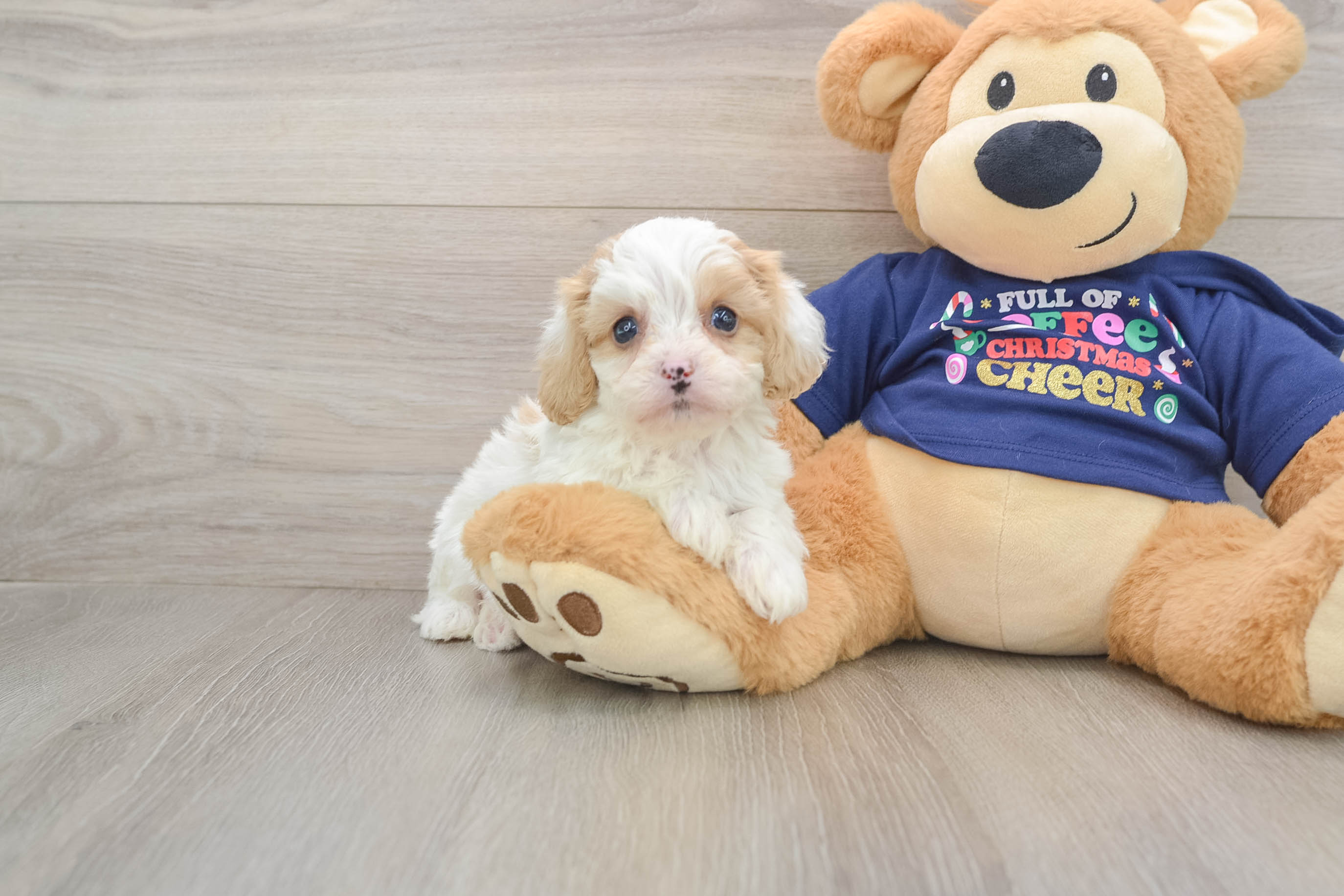 Happy Cavapoo Baby