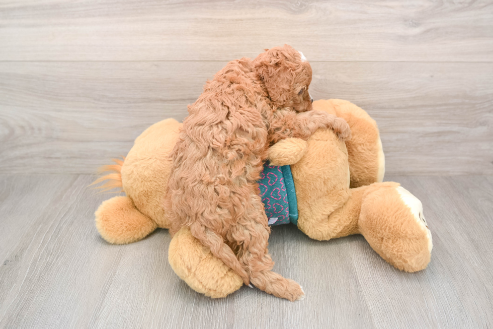 Energetic Cavoodle Poodle Mix Puppy