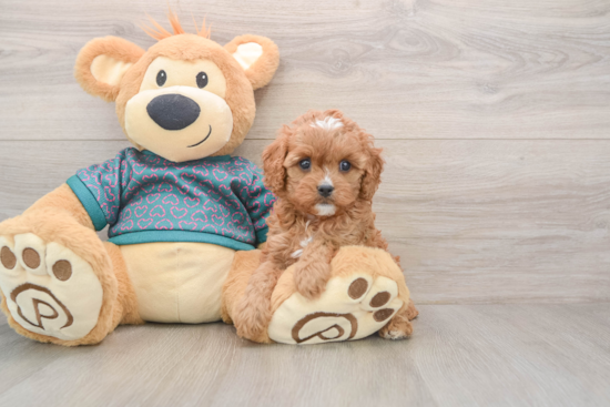 Cavapoo Puppy for Adoption