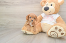 Cavapoo Pup Being Cute