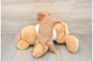 Hypoallergenic Cavadoodle Poodle Mix Puppy