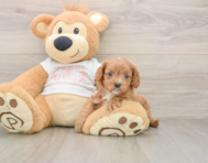 7 week old Cavapoo Puppy For Sale - Premier Pups