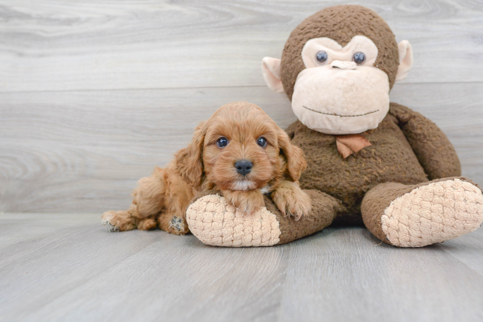 Petite Cavapoo Poodle Mix Pup