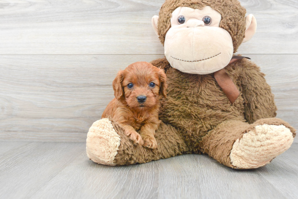 Funny Cavapoo Poodle Mix Pup