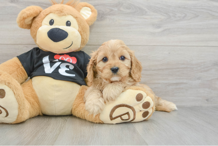 Petite Cavapoo Poodle Mix Pup