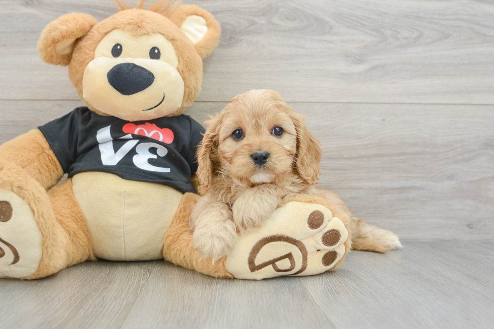 Petite Cavapoo Poodle Mix Pup