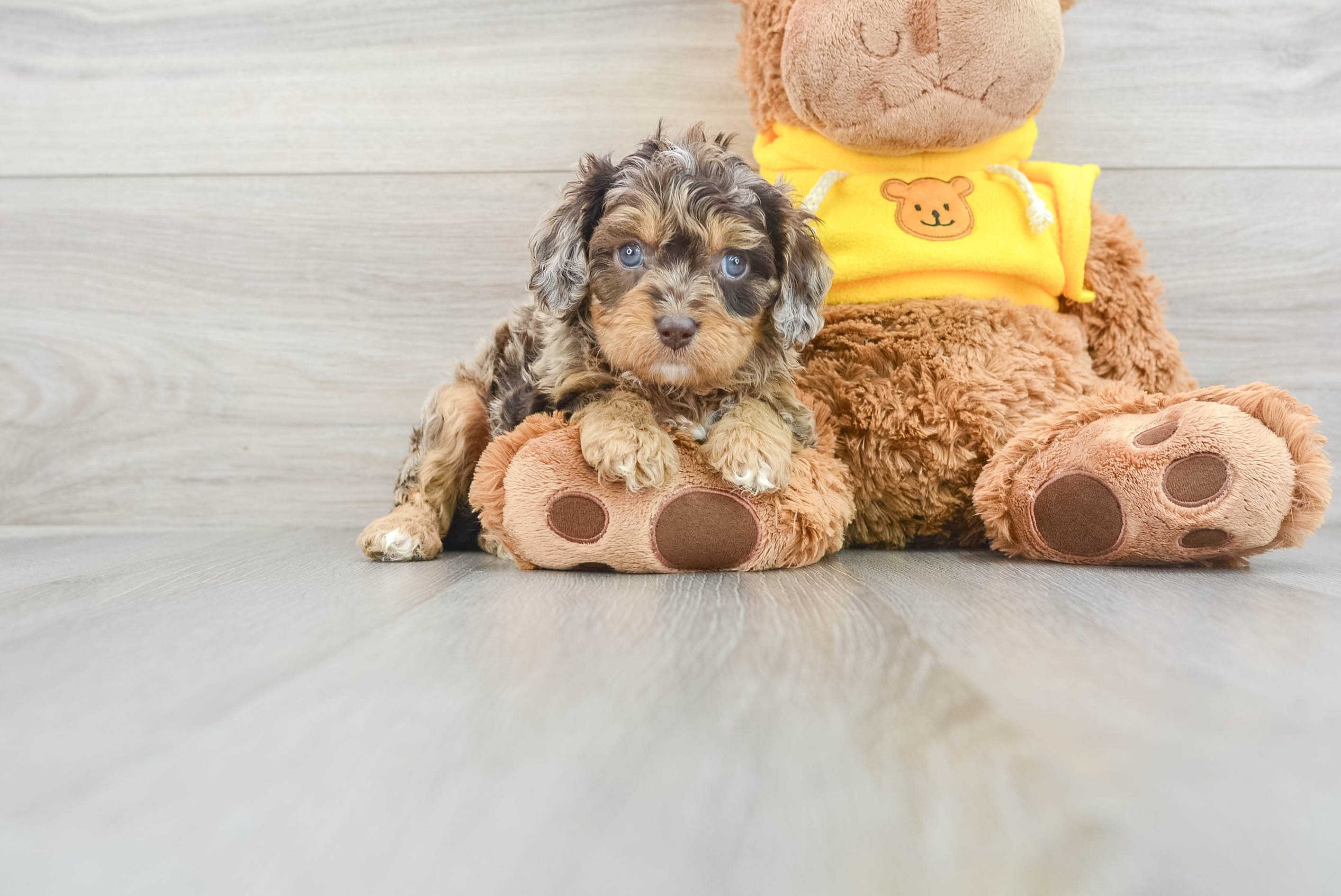 Cavapoo Puppy for Adoption